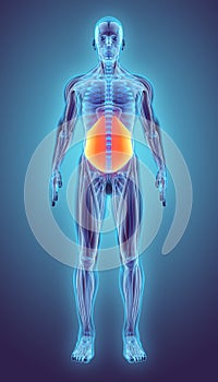 3D illustration of Obliquus Internus.