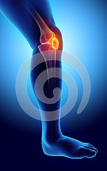 3D illustration of Patella, medical concept.