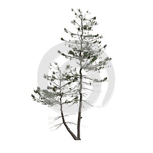 3d illustration of pinus strobus tree isolated on white background