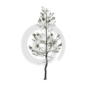 3d illustration of pinus strobus tree isolated on white background