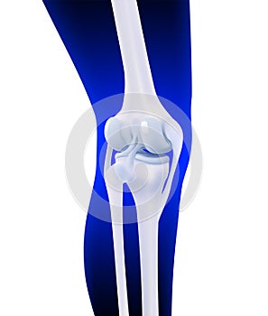 3D illustration of posterior ligament of human knee bone on dark blue leg silhouette background