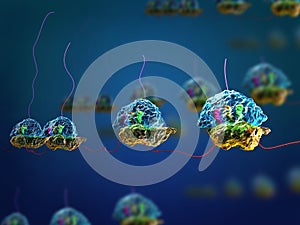 Prokaryotic polysomes