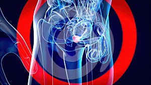 3D illustration of the prostate