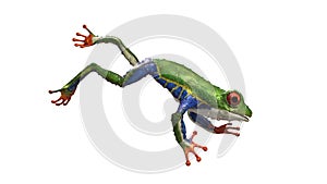 A tropical rain forest animal with vibrant eye isolated on a white background