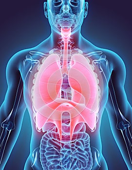 3D illustration of Respiratory System. photo