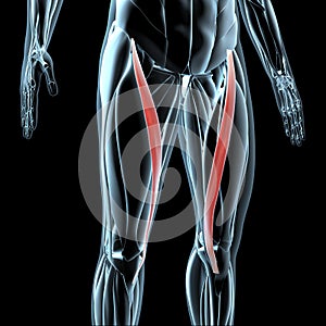 3d illustration of the sartorius muscles on xray musculature photo