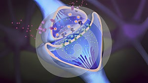 Scientific function of a synapse or neuronal connection with a nerve cell photo