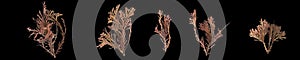 3d illustration of set callophyllis seaweed isolated on black background