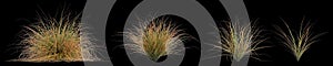 3d illustration of set Carex testacea bush isolated on black background
