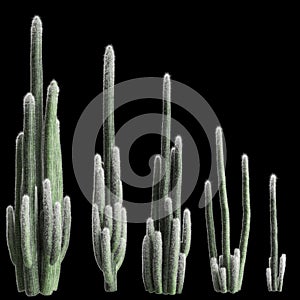 3d illustration of set ephalocereus senilis tree isolated on black background photo