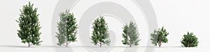 3d illustration of set escallonia iveyi bush isolated on white background