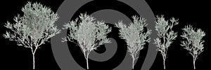 3d illustration of set Eucalyptus polyanthemos tree isolated on black background photo