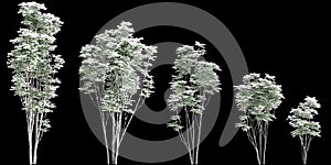 3d illustration of set Toona sinensis Flamingo snow covered tree isolated on black background photo