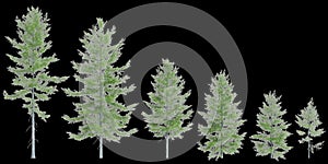 3d illustration of set Tsuga heterophylla tree isolated on white background photo