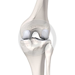 Knee Joint Anatomy. Labeled. 3D llustration photo