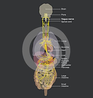 Vagus nerve and human organs, medically Illustration, labeled photo