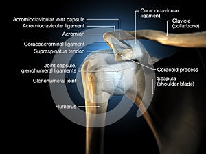 Shoulder joint, glenohumeral joint, medical 3D illustration photo