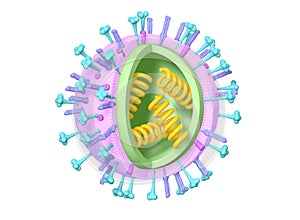 Flu. Influenza virus with RNA, surface proteins hemagglutinin and neuraminidase,  medically 3D illustration photo