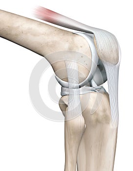 Knee joint anatomy, side view, medically 3D illustration photo