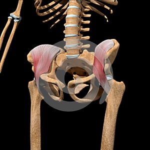 Human iliacus muscles on skeleton photo
