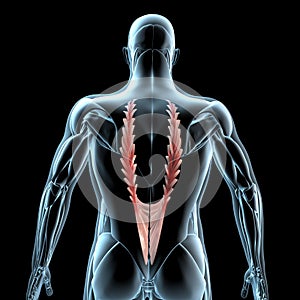 3d illustration of the longissimus thoracis muscles on xray musculature photo