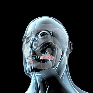 3d illustration of the risorius muscles on xray musculature