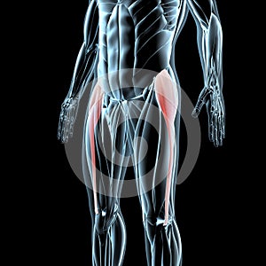 3d illustration of the tensor fasciae latae muscles on xray musculature photo