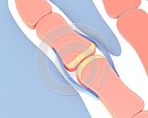 3d illustration of the synovial joint of the bone of a hand.
