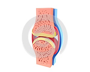 3d illustration of synovial joint lateral view. photo