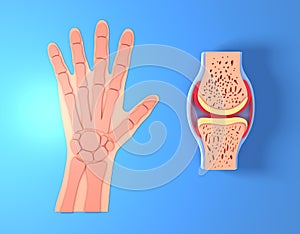 3d illustration of synovial joint. photo