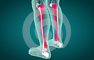 3D illustration of Tibia, medical concept