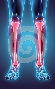3D illustration of Tibia, medical concept.