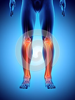3D illustration of Tibia, medical concept.