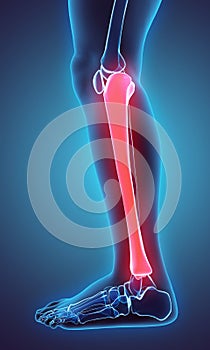 3D illustration of Tibia, medical concept.