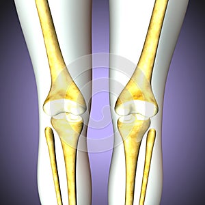3D illustration of Tibia - Part of Human Skeleton.
