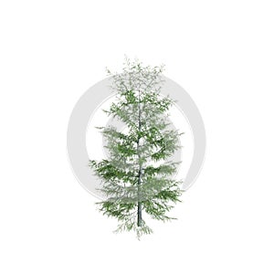 3d illustration of Tsuga heterophylla tree isolated on white background photo