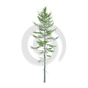 3d illustration of Tsuga heterophylla tree isolated on white background photo