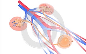 3D illustration urinary system, kidneys, ureters and urinary bladder. - IlustraciÃÂ³n photo