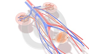 3D illustration urinary system, kidneys, ureters and urinary bladder. - IlustraciÃÂ³n photo