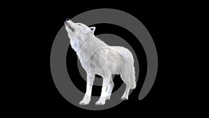 3d Illustration white wolf isolate on dark background, arctic wolf photo
