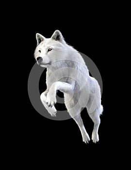 3d Illustration white wolf isolate on dark background, arctic wolf. photo