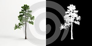 3d illustration of Zanthoxylum piperitum bonsai isolated on white and its mask photo