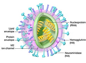 Flu. Influenza virus with RNA, surface proteins hemagglutinin and neuraminidase,  medically 3D illustration photo