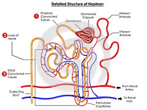 Detailed structure of Nephron for biology science education photo