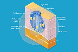 3D Isometric Flat Vector Conceptual Illustration of Anatomy Of A Taste Bud