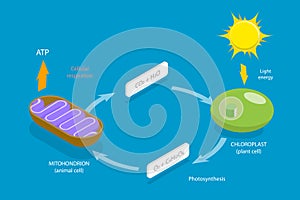 3D Isometric Flat Vector Conceptual Illustration of Cellular Respiration