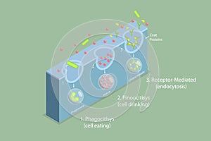 3D Isometric Flat Vector Conceptual Illustration of Endocytosis photo