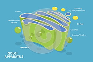 3D Isometric Flat Vector Conceptual Illustration of Golgi Apparatus photo