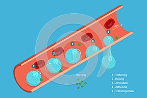3D Isometric Flat Vector Conceptual Illustration of Leukocyte Adhesion And Migration photo