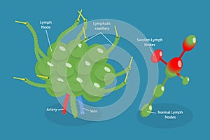 3D Isometric Flat Vector Conceptual Illustration of Lymph Node